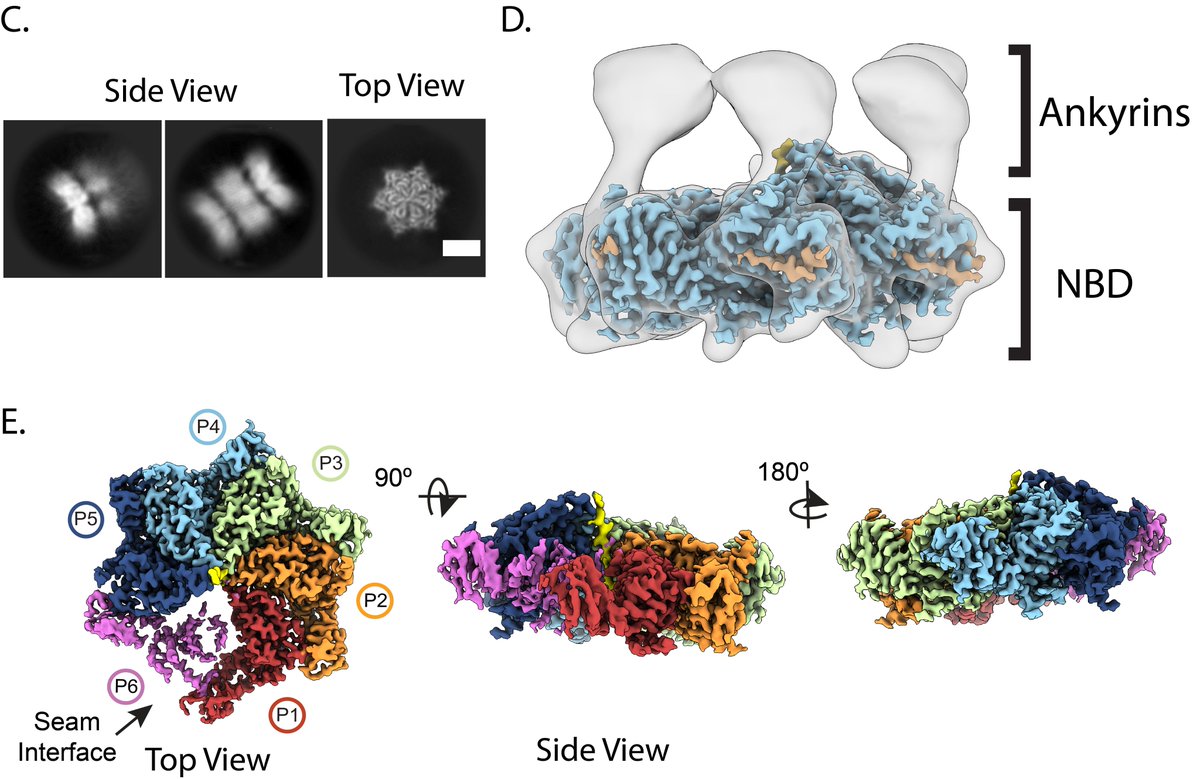 Ryan_Cupo's tweet photo. Excited to share our latest co-first authored work with @alex_rizo 

Unique structural features govern the activity of a human mitochondrial AAA+ disaggregase, Skd3.

https://t.co/S1ewVB6cCj

@ShorterLab @SouthworthLab https://t.co/oFx4JRJ653