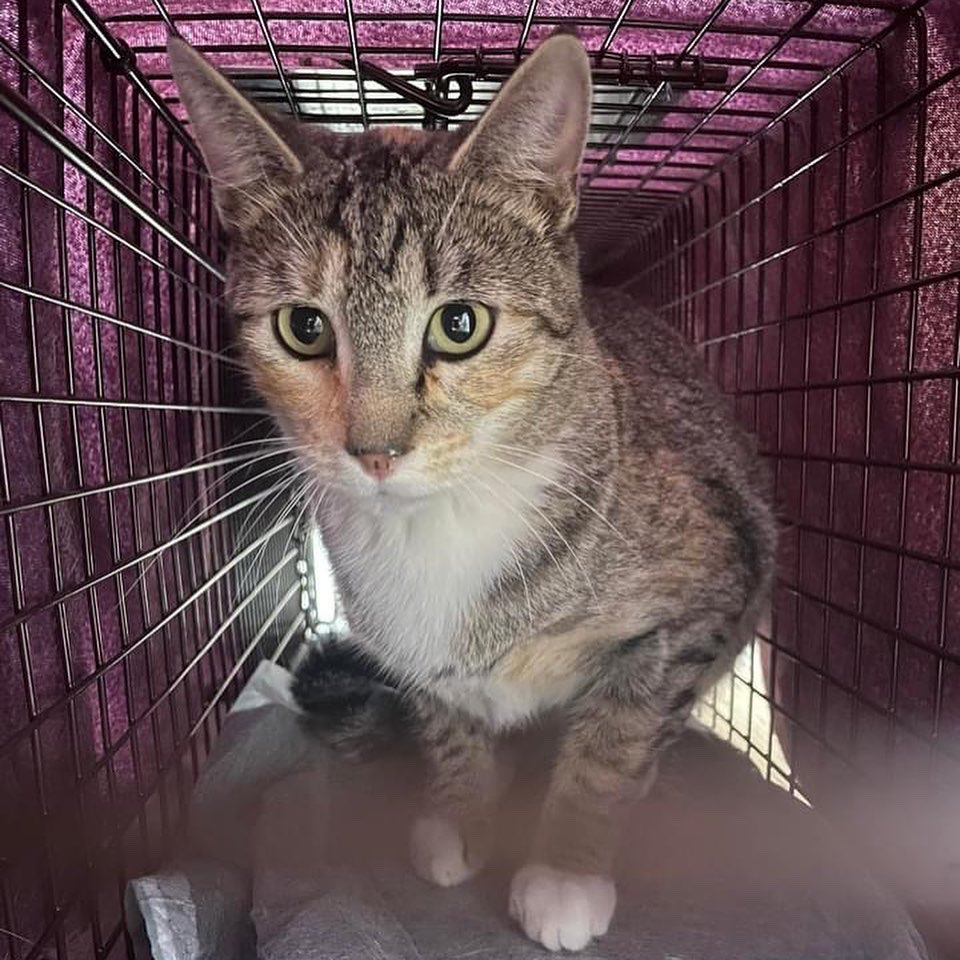 PALSCenTX's tweet photo. Hays county residents can apply for a spay voucher at https://t.co/sGPVyLKuPf! You can also donate to help us spay and neuter more pets in desperate need. https://t.co/8OQBteb0Q1