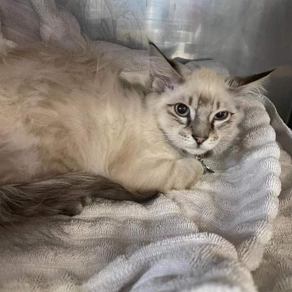 PALSCenTX's tweet photo. Hays county residents can apply for a spay voucher at https://t.co/sGPVyLKuPf! You can also donate to help us spay and neuter more pets in desperate need. https://t.co/8OQBteb0Q1