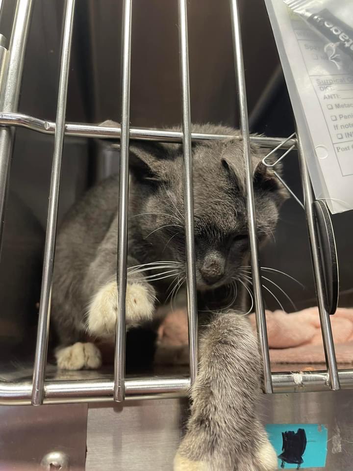 PALSCenTX's tweet photo. Hays county residents can apply for a spay voucher at https://t.co/sGPVyLKuPf! You can also donate to help us spay and neuter more pets in desperate need. https://t.co/8OQBteb0Q1