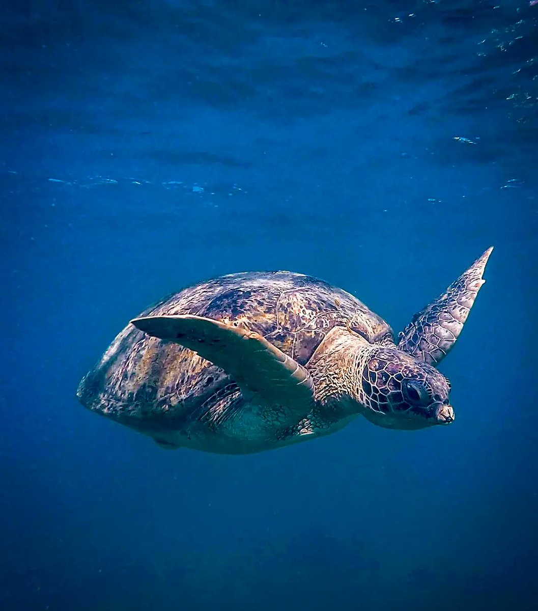 MetasFaridP's tweet photo. Embrace a stranger as one's own.
It's in our nature.
.
.
.
#kohtao #freediving #sea #thailand #travel #adventure #explorebetter #underwater #nature https://t.co/HaR0GZLPwM