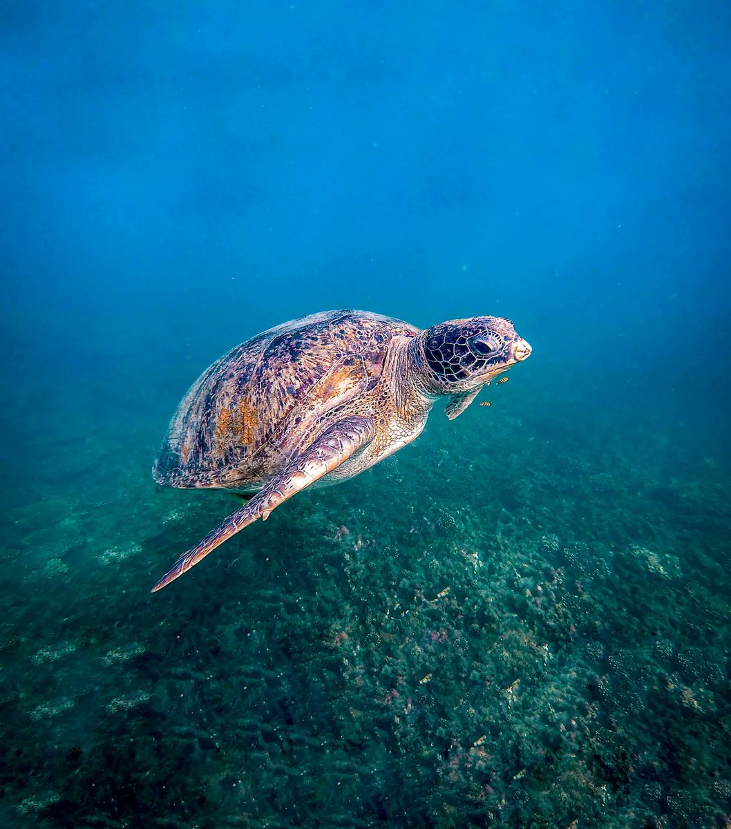MetasFaridP's tweet photo. Embrace a stranger as one's own.
It's in our nature.
.
.
.
#kohtao #freediving #sea #thailand #travel #adventure #explorebetter #underwater #nature https://t.co/HaR0GZLPwM