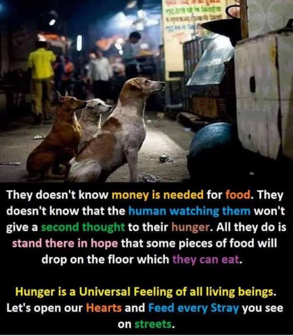 Chandra77563151's tweet photo. Buying expensive dogs and ignoring the street ones won't make you a dog lover. 🙂🙂🙂 ... #happypaws #bringbackhumanity https://t.co/epSYID1o6d