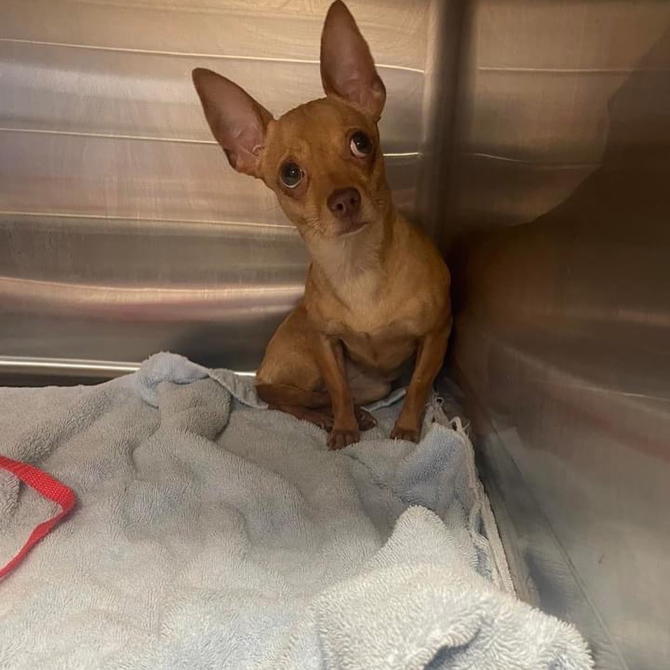 PALSCenTX's tweet photo. 27 cats &amp; 5 dogs spayed and neutered at our 2/16 clinic! 💙🐕🐈😻 Including some mamas who are finally getting relief from baby making! We’re so grateful to Dr. Cziney for dedicating her time and efforts to helping these dogs and cats in need! https://t.co/lCeK8HLcHZ