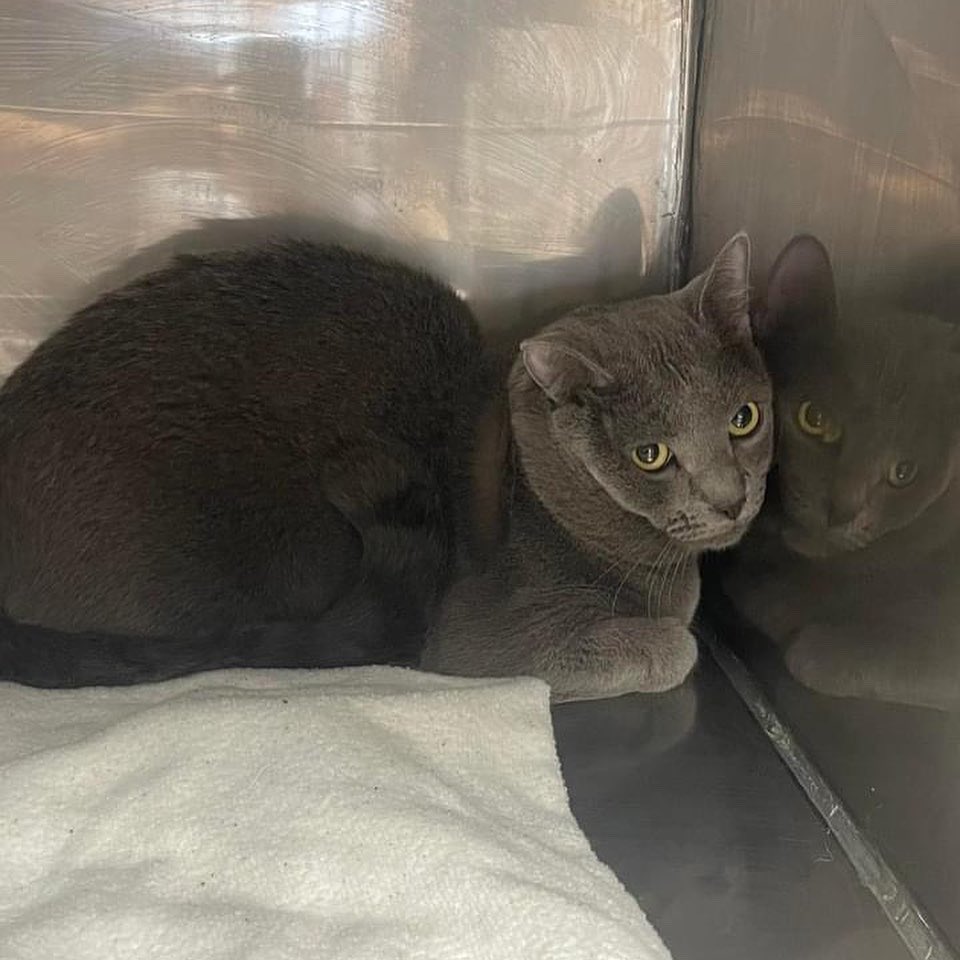 PALSCenTX's tweet photo. That’s 32 more local pets who won’t be endlessly breeding and filling up the local shelter. Good job PALS team on another successful clinic! It takes a lot of moving parts and caring people to make these clinics happen. https://t.co/2AMyQUZR1S