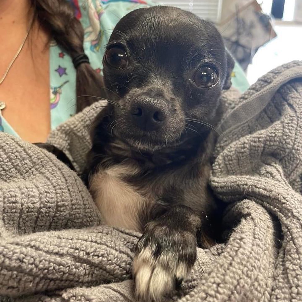 PALSCenTX's tweet photo. 30 cats and 5 dogs were spayed today at our 2/14 clinic! 💘🐾 These pet parents showed their love to their fur babies this Valentines Day by giving them a better chance at longer, healthier lives through spaying &amp; neutering! https://t.co/mUClKJ8EJ6