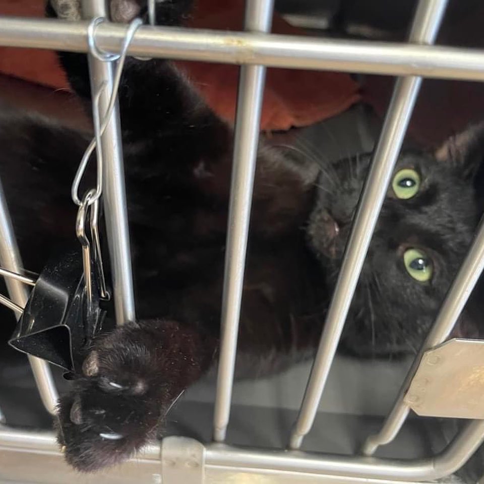 PALSCenTX's tweet photo. 30 cats and 5 dogs were spayed today at our 2/14 clinic! 💘🐾 These pet parents showed their love to their fur babies this Valentines Day by giving them a better chance at longer, healthier lives through spaying &amp; neutering! https://t.co/mUClKJ8EJ6