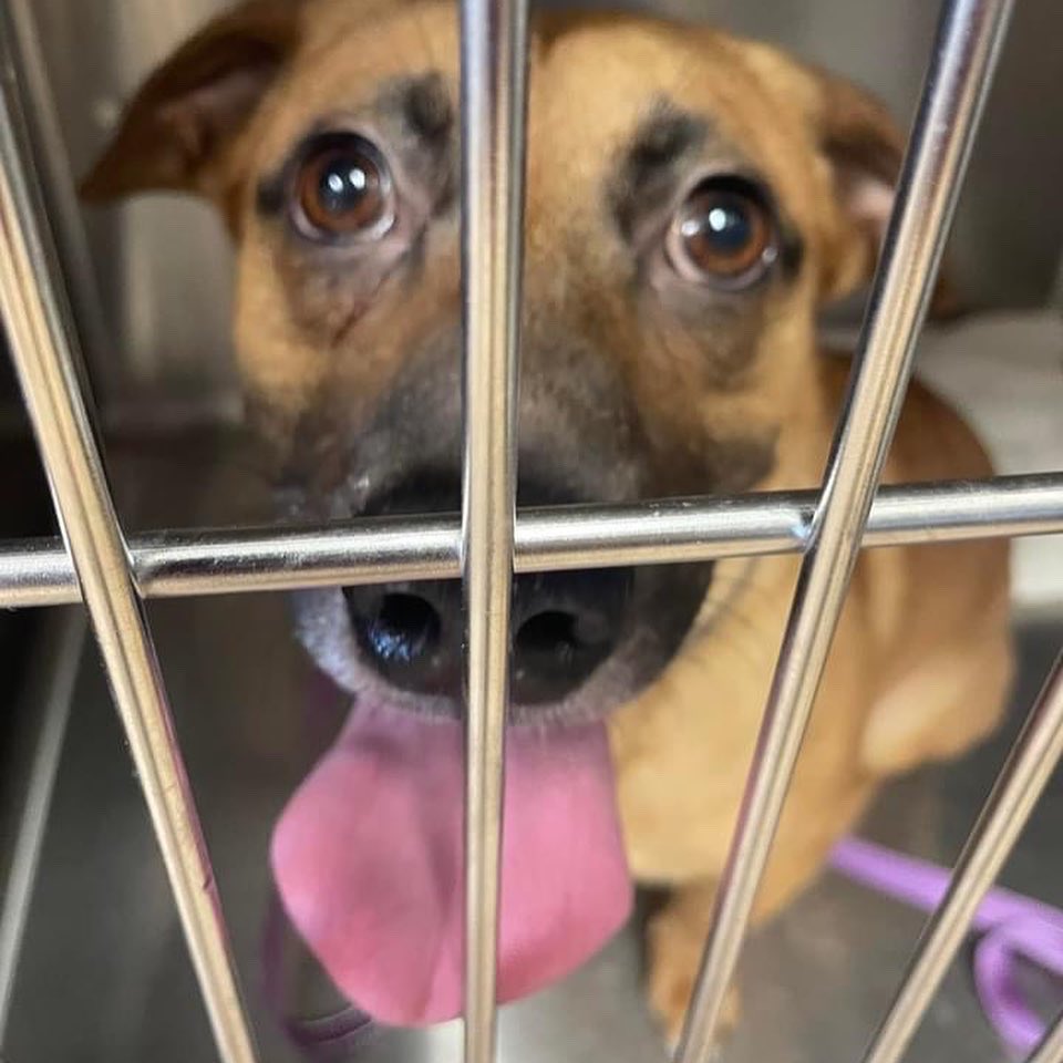 PALSCenTX's tweet photo. Dr. Reavis is the so awesome and we are sooo thankful for her ❤️And thank you to all the hard working PALS team members who make these clinics possible! 

Hays county residents can apply for a spay voucher at https://t.co/sGPVyLKuPf! https://t.co/icUV8xtjVz