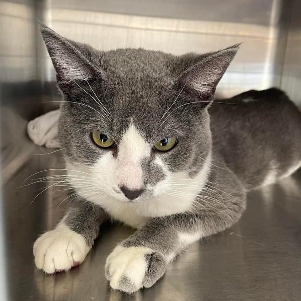 PALSCenTX's tweet photo. Dr. Reavis is the so awesome and we are sooo thankful for her ❤️And thank you to all the hard working PALS team members who make these clinics possible! 

Hays county residents can apply for a spay voucher at https://t.co/sGPVyLKuPf! https://t.co/icUV8xtjVz