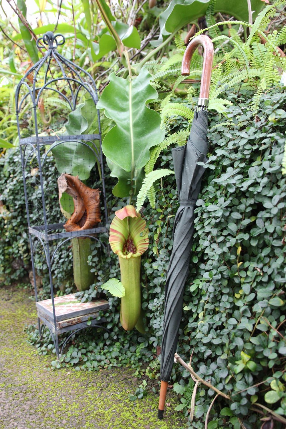 食虫植物 ネペンテス・トランカータ 食虫植物 ネペンテス・トランカータ