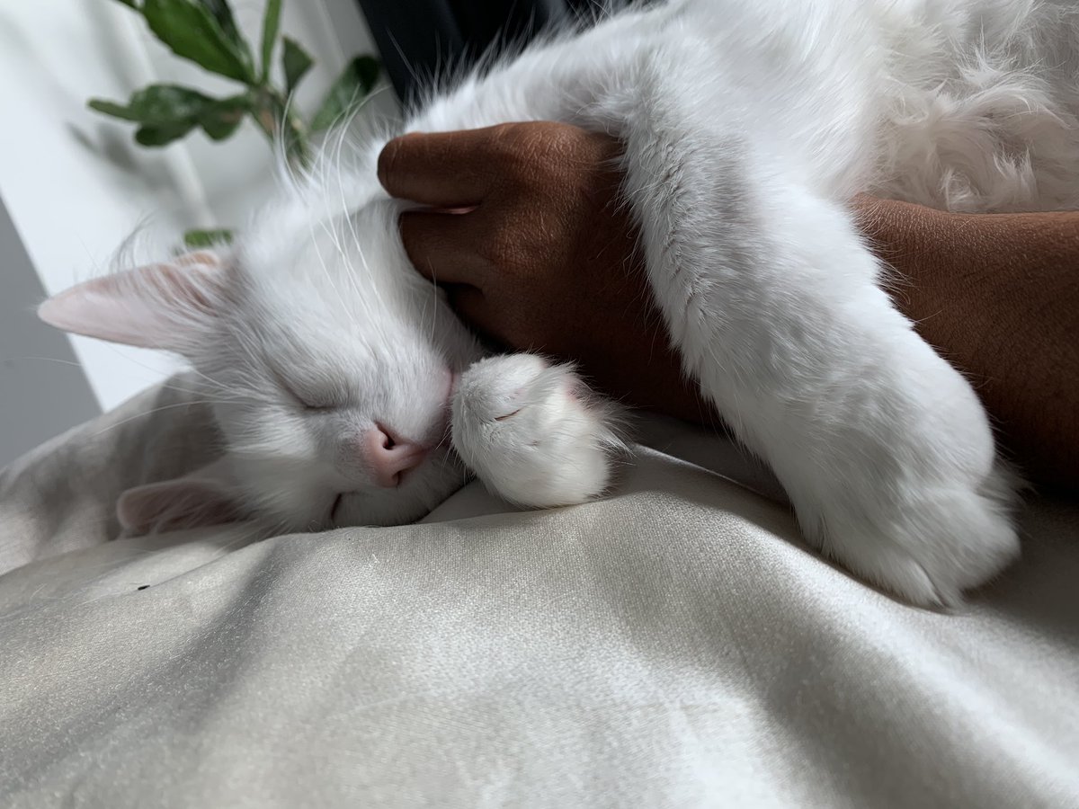 librarymini's tweet image. Big old Cashie