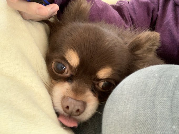 シニア犬のtwitterイラスト検索結果