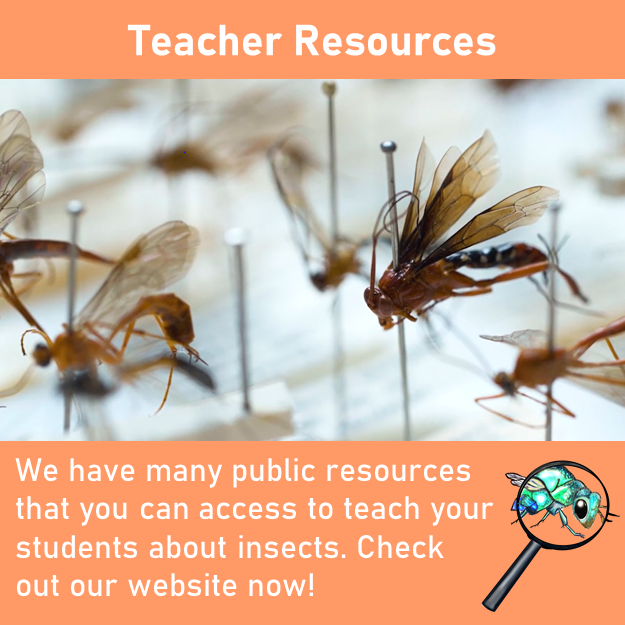 http://insectinvestigators.com.au/resources/