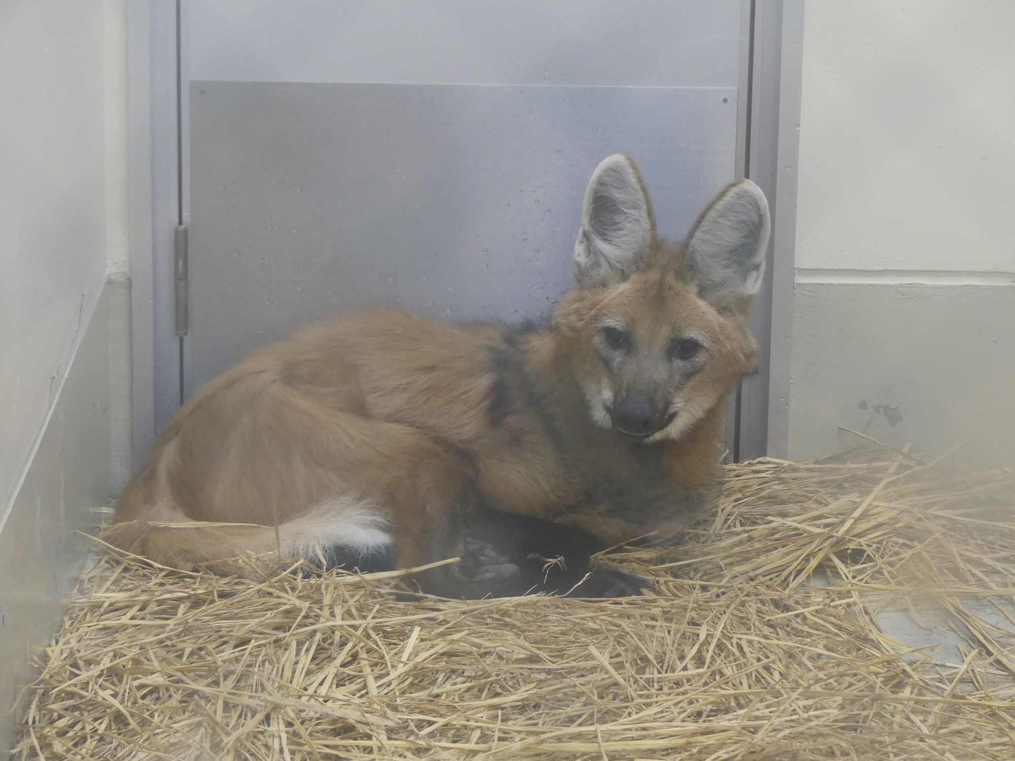 上野動物園 公式 タテガミオオカミ です 13年生まれ 生育の過程で四肢に異常が現れ 現在は園内の動物医療センターで獣医師による手厚い看護のもとくらしています 四肢異常は残るものの歩けますし それ以外は元気で ドッグフードや鶏肉の他