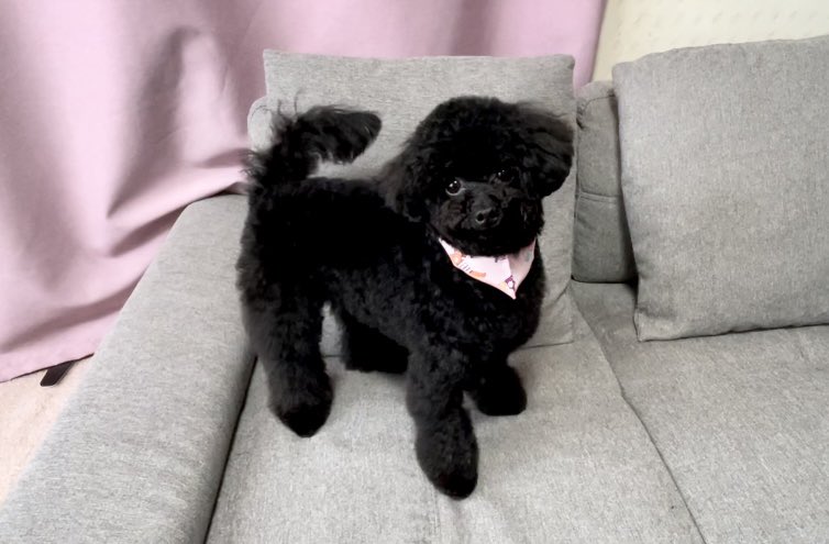 Yoshi お昼前にミク がトリミングから帰宅したと写真が送られてきました 可愛いですね ティーカップ プードル トイプードル 黒プー女の子 テディベアカット T Co Q8wfeyasxd Twitter