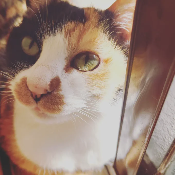本棚と窓の隙間でほどよく温められてゆくねこ🐱さわるととてもあたたかいねこ🐱 
