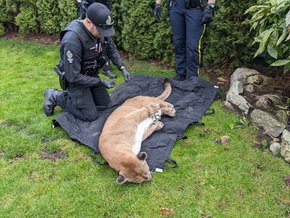 CityNewsVAN's tweet photo. A cougar that was roaming around a residential neighbourhood in Maple Ridge was taken away in handcuffs over the weekend, and is now in a safer place https://t.co/mcSNrUZBWO https://t.co/CvSCdVsw8U