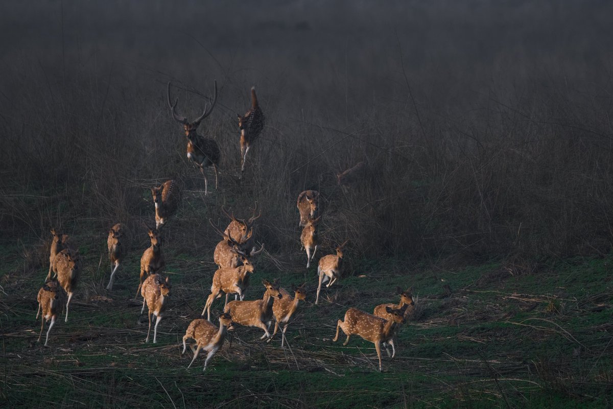 Why these deer are running ? #wildlifephotography #photography