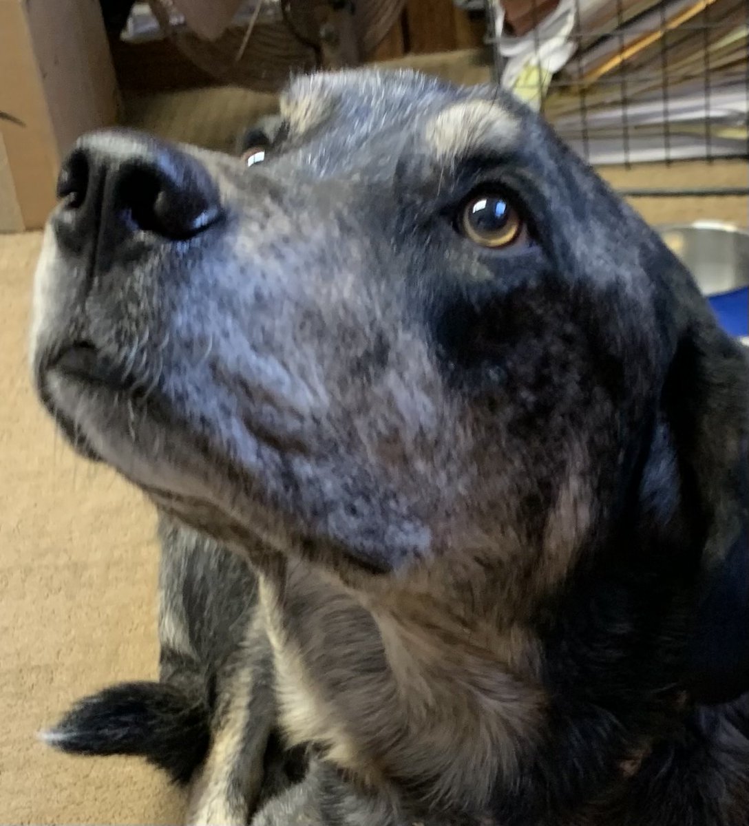 AngusStaffie's tweet photo. “Hey mom…isn’t playing Wordle kind of like taking a mini LSAT every day, but without the help of written hints?”

“Pretty much, Lego…pretty much.” https://t.co/ZB8C4ahfxJ