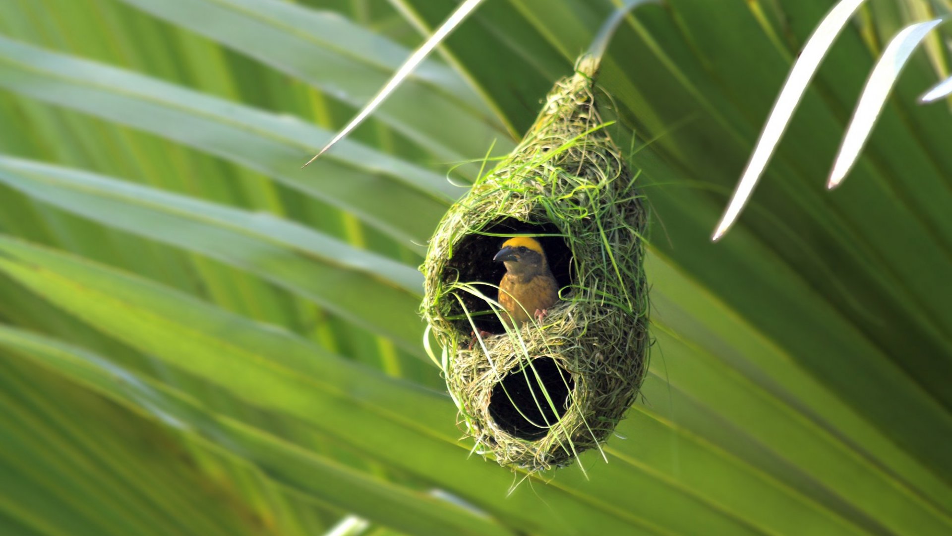 гнезда птиц фото и названия для детей