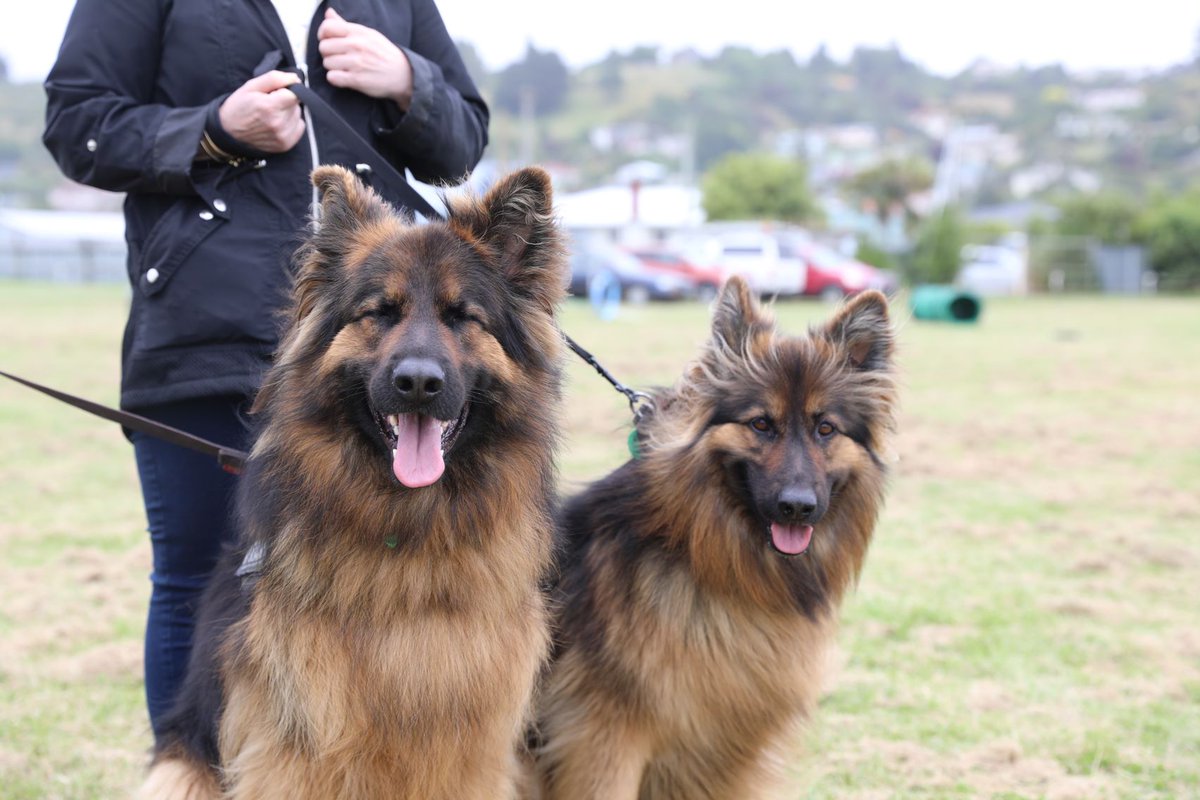 Animal Control Officer | #WaitakiDistrictCouncil | Deadline:  28/02/2022
Call for a Regulatory Services Officer-Animal Control to join our  Team. You will be supported by an experienced and capable team and  develop new skills...
👉 ow.ly/SzrT50HYh6V