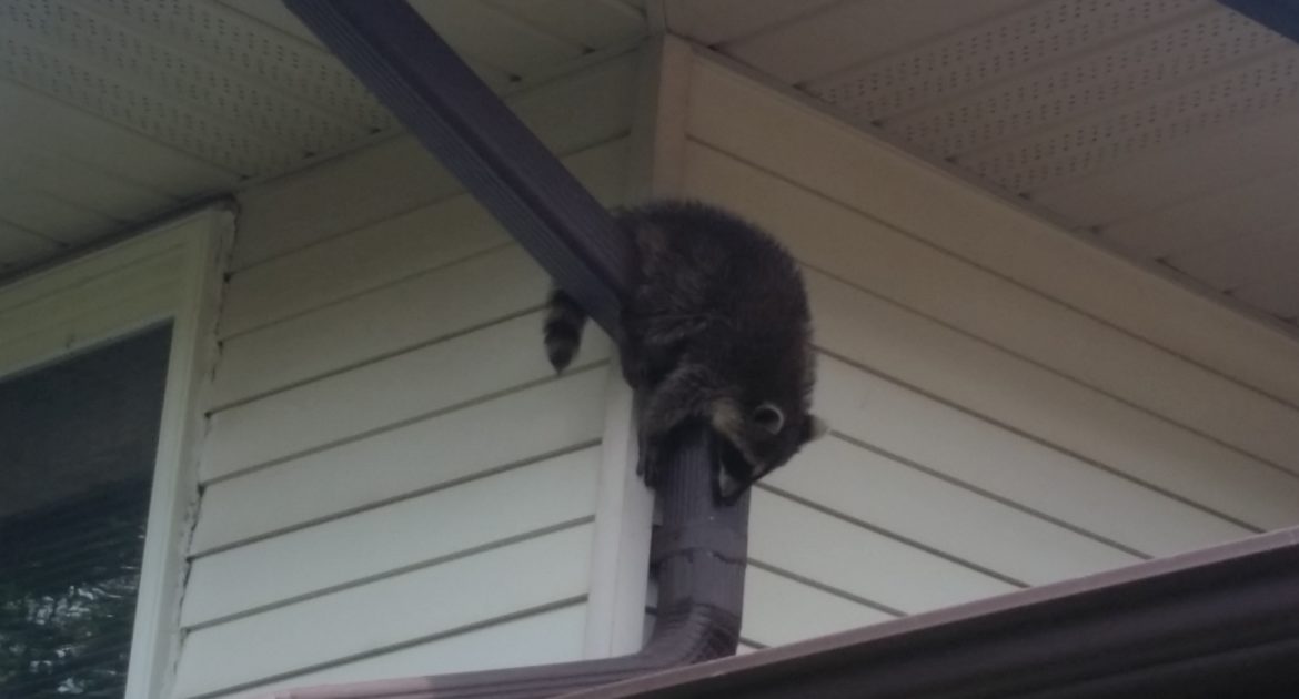 DailyRaccoons2's tweet photo. Day 348 of posting daily raccoons https://t.co/eIf19MIVNj