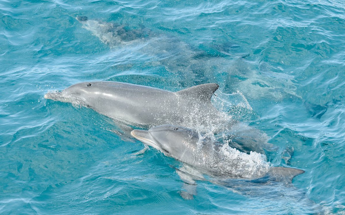‘Cruise for Free’ -Pay nothing for a family ticket with the use of TWO $50.00 parenting vouchers for a Dolphin Discovery Cruise! (save $97.50) or ‘Cruise for Free’Call through to our office 4984 9388 with your voucher number to book.#dolphinwatching #CruiseforFree #portstephens