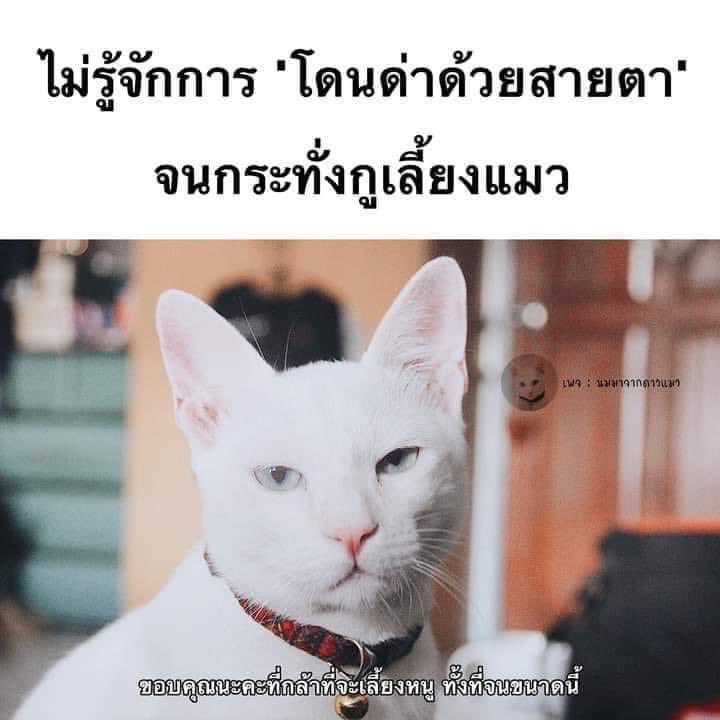 เวลาเฮียไปทักทายแมวเจ้าถิ่น เจอมองด้วยสายตาแบบนี้บ่อย