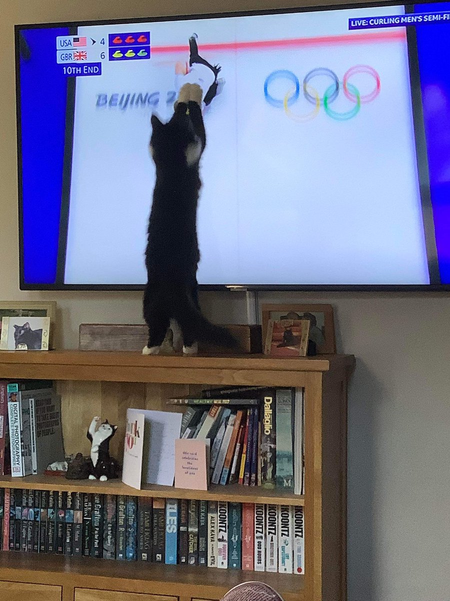 tapstressnetty's tweet photo. @clarebalding #BBCOlympics Milo’s really getting into the curling @TeamGB #WinterOlympics #Curling https://t.co/KqVZO0A1wB