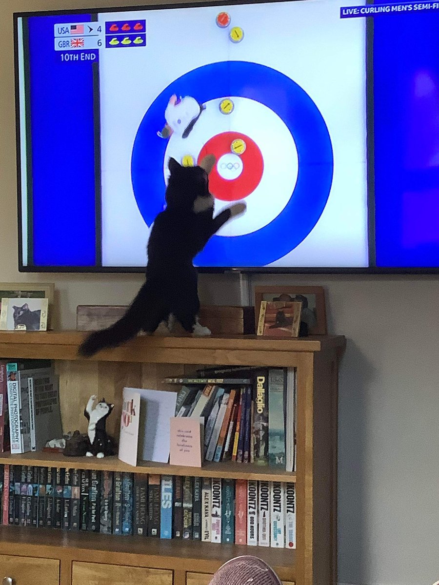 tapstressnetty's tweet photo. @clarebalding #BBCOlympics Milo’s really getting into the curling @TeamGB #WinterOlympics #Curling https://t.co/KqVZO0A1wB