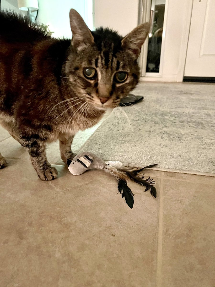 David Hoang tweet media