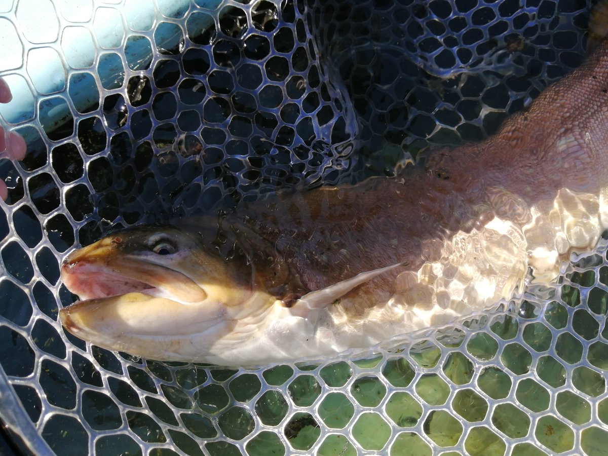 ageoundoukouen's tweet photo. 本日1時半ごろ放流完了しました！
小型にはレギュラーを70~80kg、
大型に300gUPを100kgと
F1(ブラウン×オショロコマ)を100kg放流しました！

F1のオスは厳つい顔してます（汗）
リリースする場合は、手で持ったり陸に上げたりはしないようお願いいたしますm(__)m

#さいたま水上公園
#マス釣り https://t.co/u9Yv22dOjd