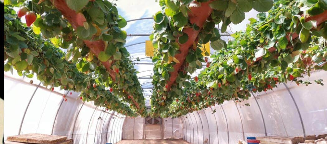 jfl_kenya's tweet photo. #GoodAgriculturalPractices #ImpactingGrassrootFarmers https://t.co/utphbn1Dfe
