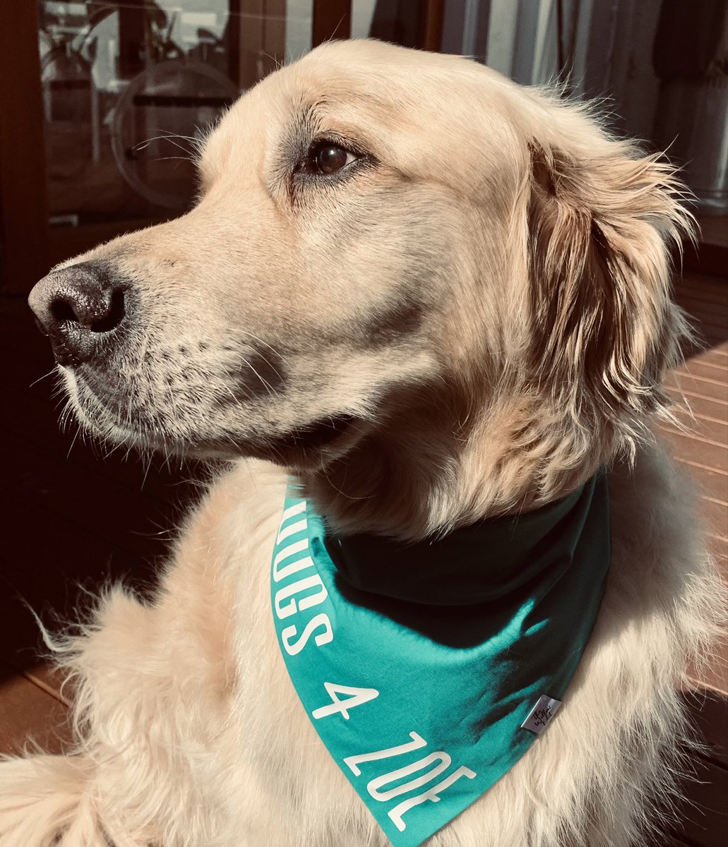 julian_keil's tweet photo. @zdaniel Gotta love a golden! This old dog still has a few tricks left. ๐ #Dogs4Zoe #GoldsteinVotes https://t.co/BnjhLMqgQW