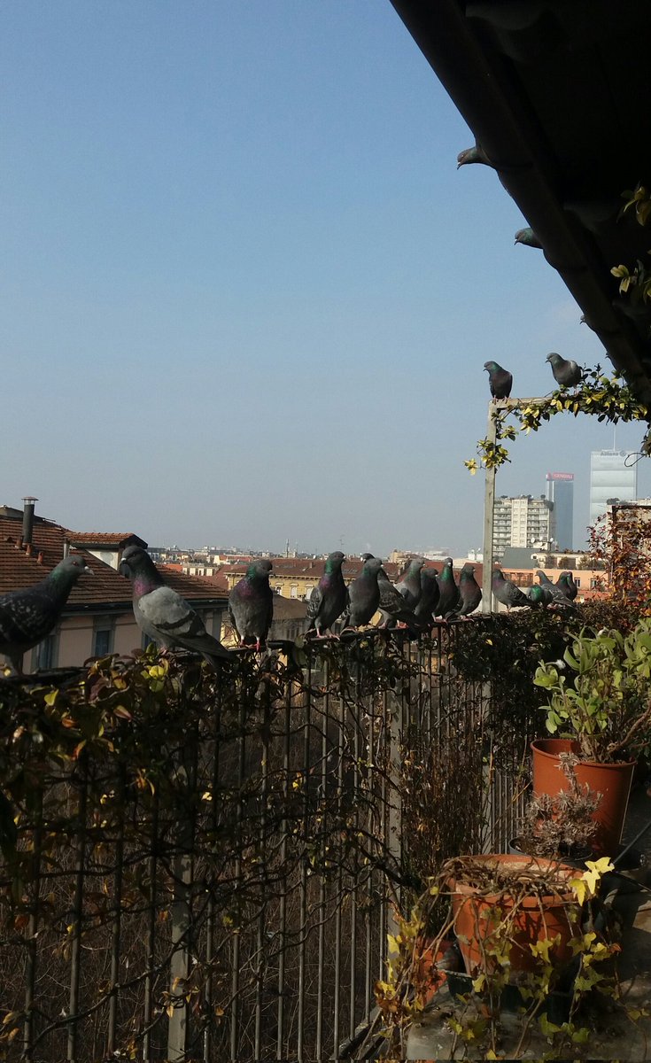 bordognaroberto's tweet photo. #Milan Feb. 18 - Our #pigeons guests watching the street #restorants "open air" operations at around noon: as soon as foods will be served they will be right there on the spot ... #pandemics #town's #ecosystems implications ... https://t.co/TVnOjBqCr8