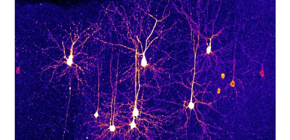 Professor Martin Booth &amp; <a href="/ucl/">UCL</a> SilverLab have been awarded £2.4m <a href="/PhysicsofLifeUK/">Physics of Life</a> Strategic Priorities Funding to research new methods for understanding the neocortex region in the brain, developing advanced microscope technology to observe neural activity eng.ox.ac.uk/news/ukri-and-…