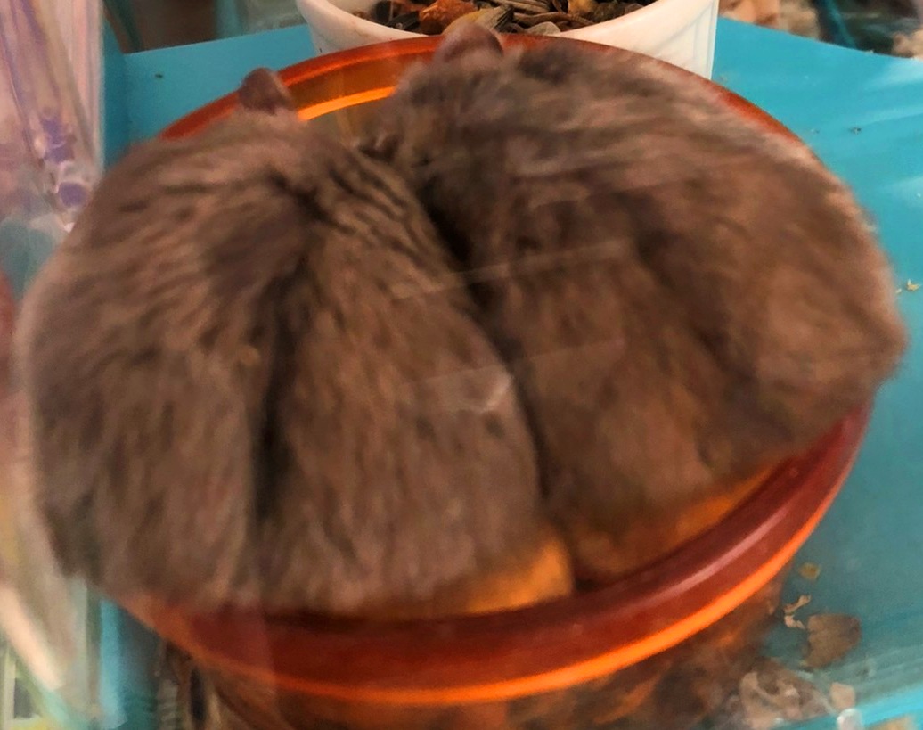 bknb0523's tweet photo. Two hamsters line up in one feeding bowl.
Even though there is another bait box next to it.
The two are good friends.
It's cute and healed.
#Hamster 
#Sapphire_blue_hamster
#Small_animals
#Pets https://t.co/Qmtnb61tf6