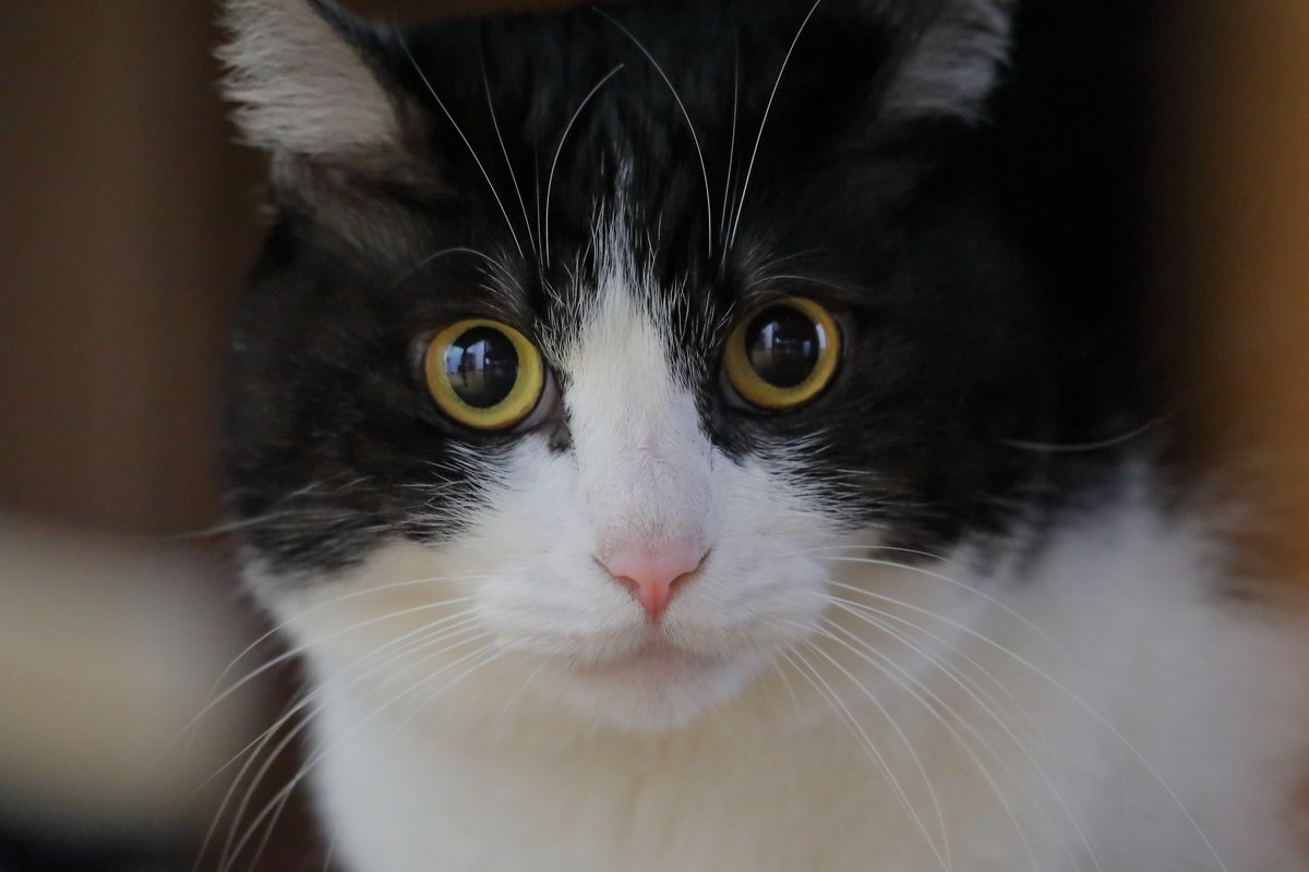 i357project's tweet photo. ハチワレ、サビ、黒猫を飼ってます。

#猫好きさんとつながりたい https://t.co/p6VfRAZZjv