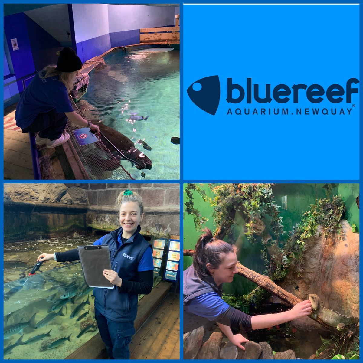BlueReefNewquay's tweet photo. Aquarists Jade, Tabitha and Abby have been in the aquarium making sure our animals are fed and safe! 

#bluereefaquarium #bluereefnewquay #newquay #stormeustice #essentialstaff #aquarist #aquaristlife https://t.co/238zE0XSn2