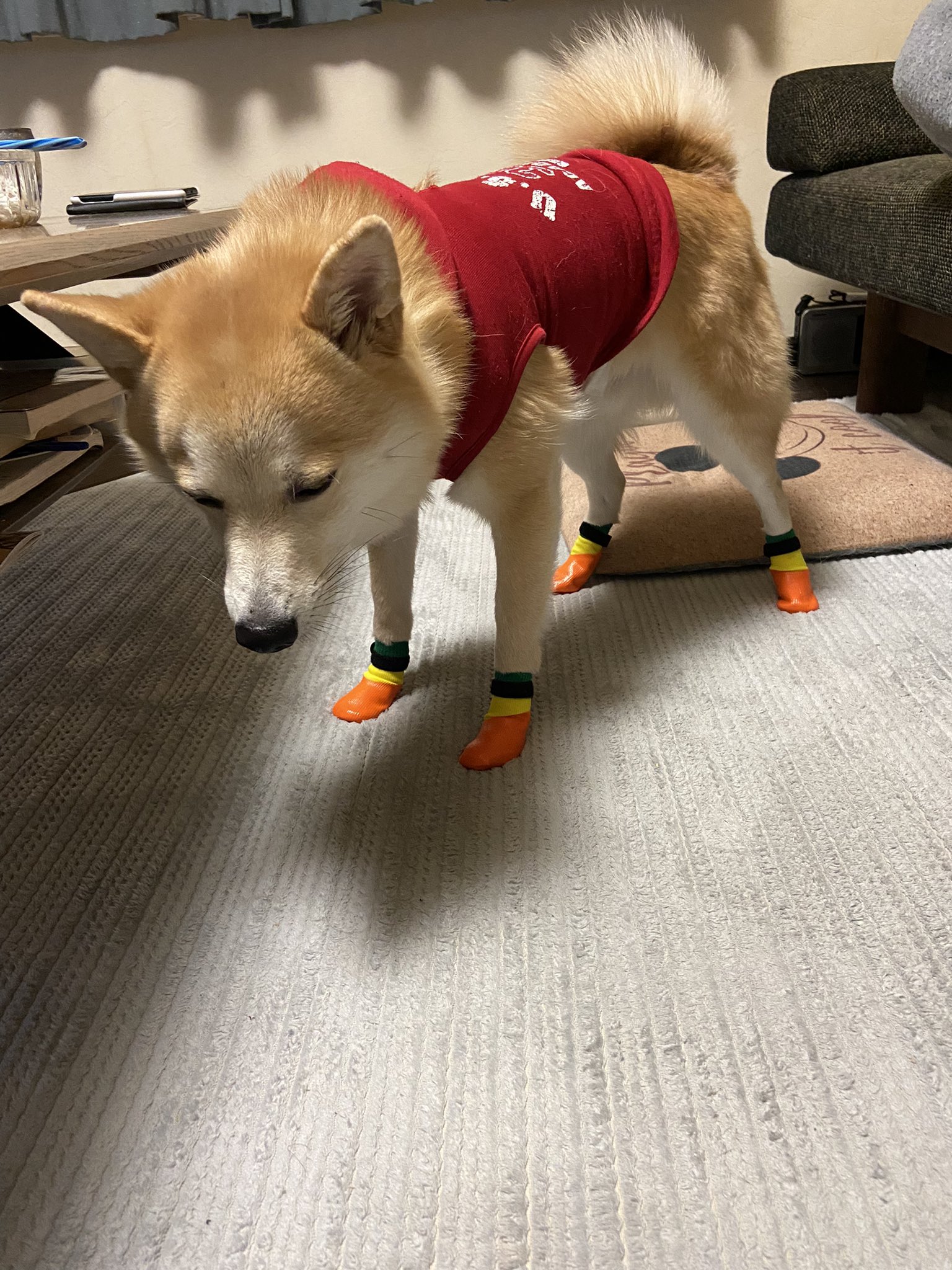 犬用靴下 Twitter Search Twitter