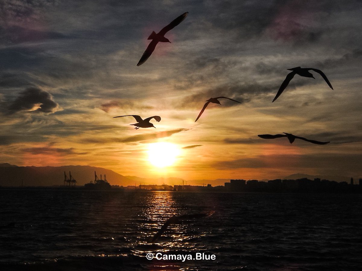 CamayaBlue's tweet photo. Málaga y sus atardeceres 🌅 https://t.co/OEFC3rTfaA