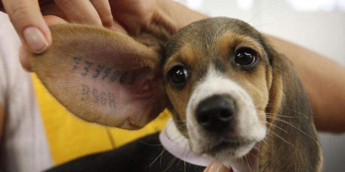 Laverabestia's tweet photo. Ieri mattina la Camera ha prorogato (per l'ennesima volta) per altri tre anni gli esperimenti su animali per sostanze d'abuso come alcol, droghe, tabacco e xenotrapianti. Nessun fondo viene nel contempo stanziato per il sostegno all’utilizzo di metodi di ricerca sostitutivi. https://t.co/d5YhKjnt4j