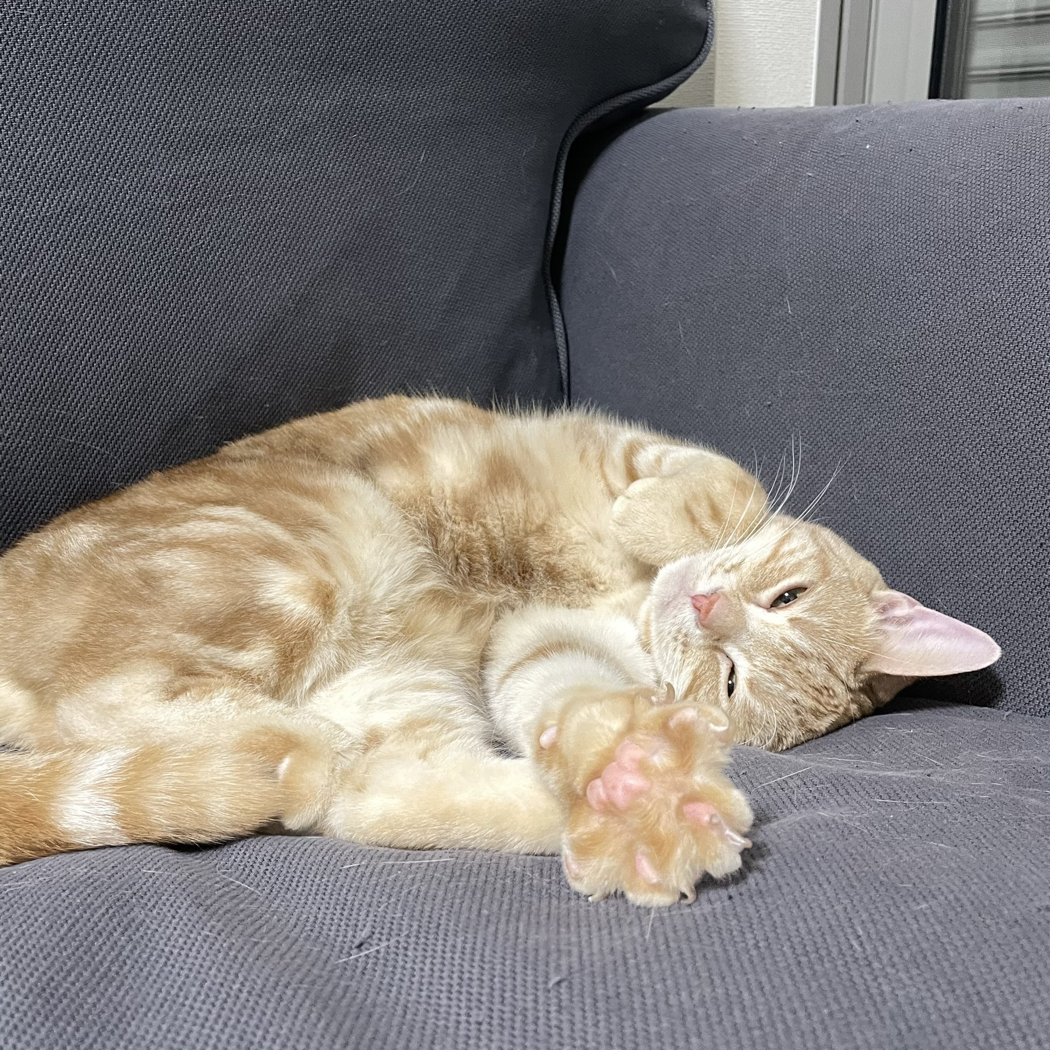 我輩は猫ページ 公式】吾輩は猫です。
