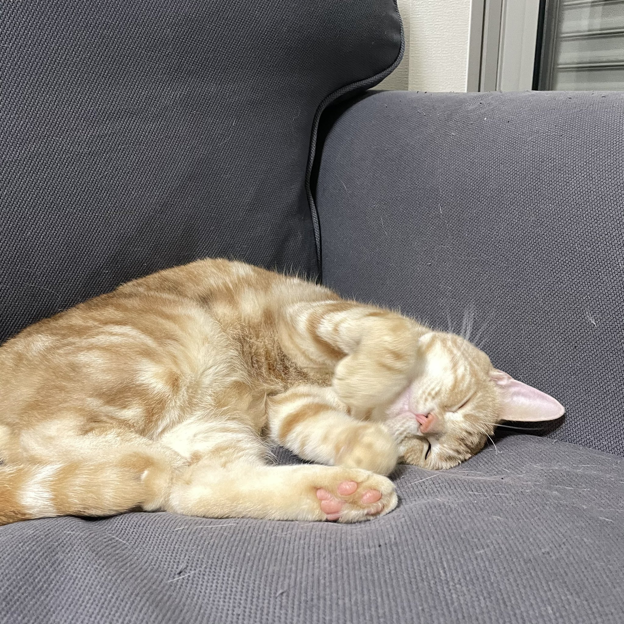 吾輩は猫ニートである。 on X: 吾輩は猫ニートである。 on X: