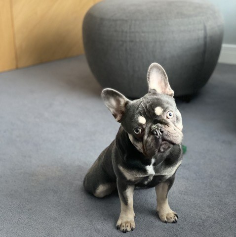 IVCJobs's tweet photo. 3D printing technology has helped French Bulldog Frank walk again! Read the full story here >>> https://t.co/16FLbBe9RQ #IVCEvidensiaReferrals #IVCEvidensiaDares #vettechnology https://t.co/9oLEl0tOX4