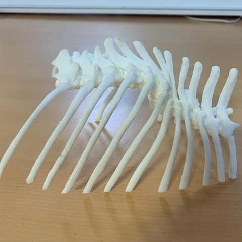 IVCJobs's tweet photo. 3D printing technology has helped French Bulldog Frank walk again! Read the full story here >>> https://t.co/16FLbBe9RQ #IVCEvidensiaReferrals #IVCEvidensiaDares #vettechnology https://t.co/9oLEl0tOX4