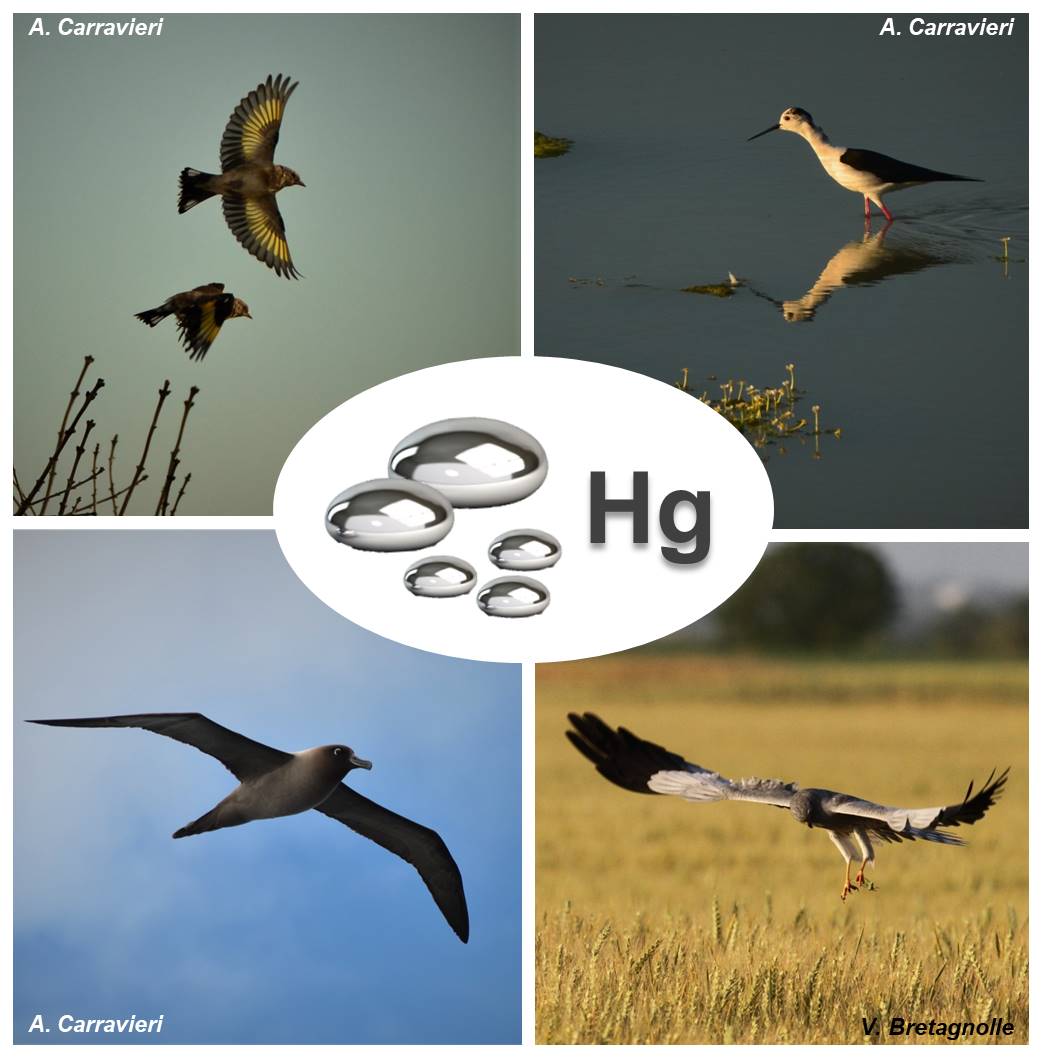 Alice Carravieri (@alicecarravieri) on Twitter photo Does #mercury contamination affect body condition in #birds ?
New insights (& questions!) provided by our meta-analysis, published in Biological Reviews onlinelibrary.wiley.com/doi/10.1111/br…
Thanks to all co-authors, esp. to co-lead <a href="/OVincze_/">Orsolya Vincze</a> ! <a href="/UnivLaRochelle/">La Rochelle Université</a> <a href="/LIENSsCNRSULR/">UMR LIENSs</a> <a href="/CEBC_ChizeLab/">CEBC/ChizéLab</a> Does #mercury contamination affect body condition in #birds ?
New insights (& questions!) provided by our meta-analysis, published in Biological Reviews onlinelibrary.wiley.com/doi/10.1111/br…
Thanks to all co-authors, esp. to co-lead <a href="/OVincze_/">Orsolya Vincze</a> ! <a href="/UnivLaRochelle/">La Rochelle Université</a> <a href="/LIENSsCNRSULR/">UMR LIENSs</a> <a href="/CEBC_ChizeLab/">CEBC/ChizéLab</a>