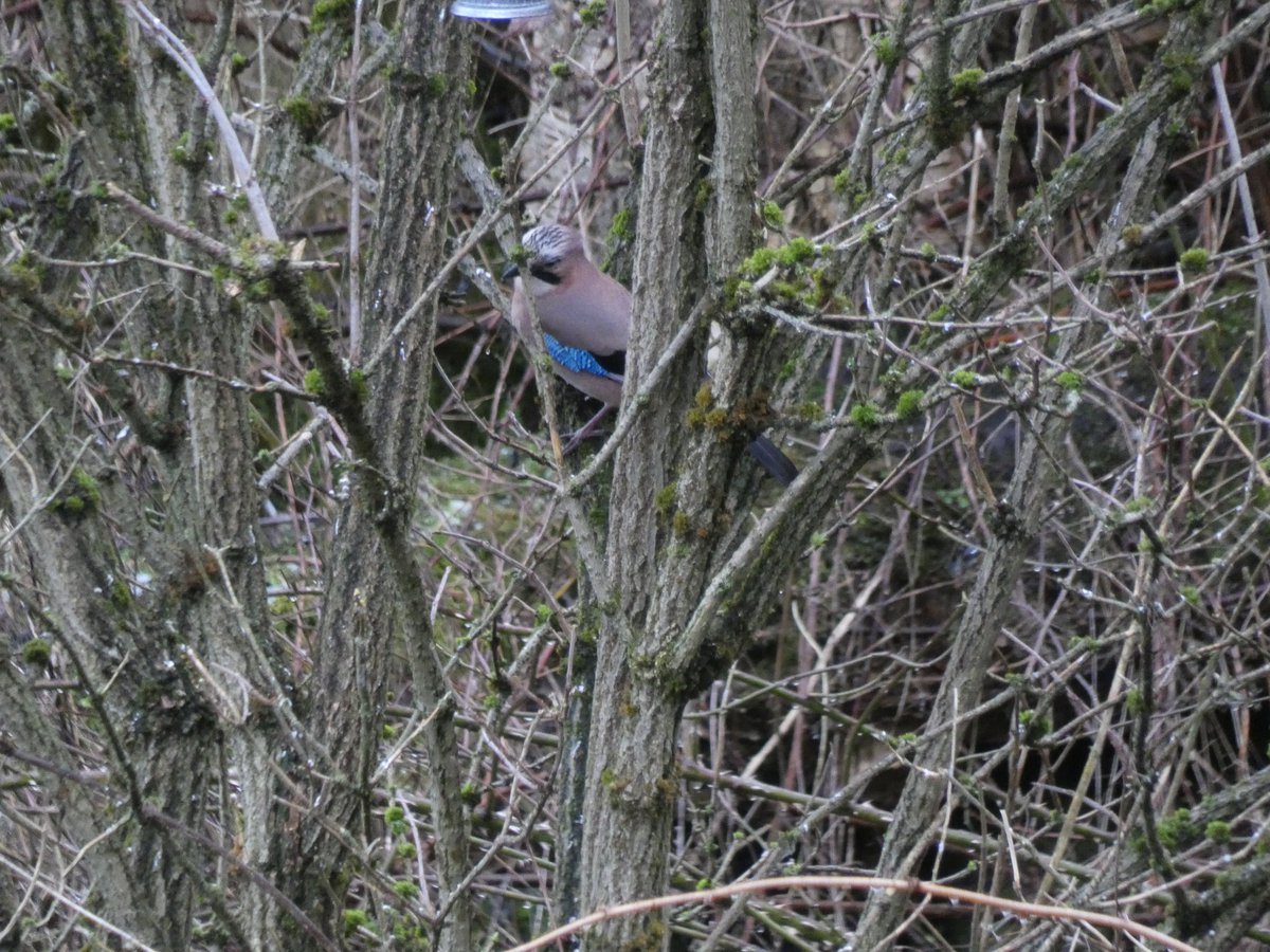 LowtonDelboy's tweet photo. Jay spotting, so shy bird @Natures_Voice https://t.co/LCq7kmMn8T