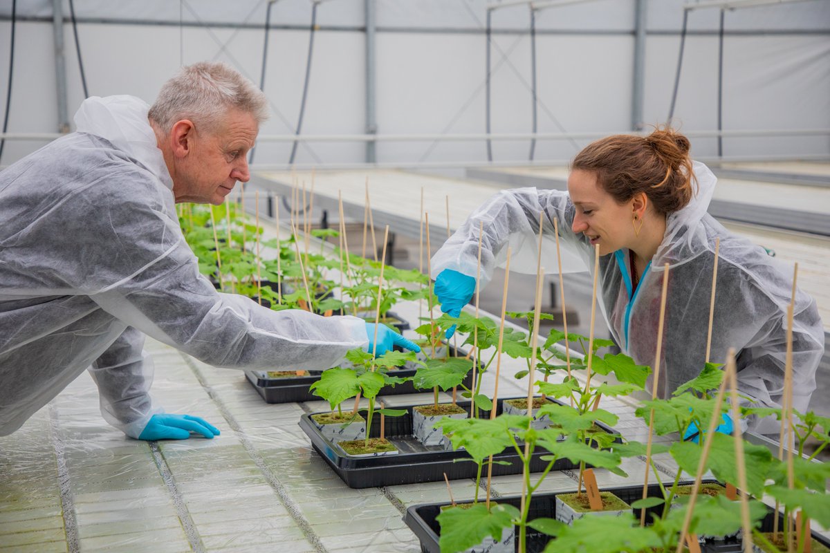 Wij zoeken een junior en senior #bedrijfsleider/#teler voor onze nieuwe kas (1,5 ha), waar we werken aan innovatieve onderzoeken op het gebied van natuurlijke gewasbescherming. Retweet? Graag! #westland #glastuinbouw #gewasbescherming #vacature valto.nl/nl/werken-bij/…