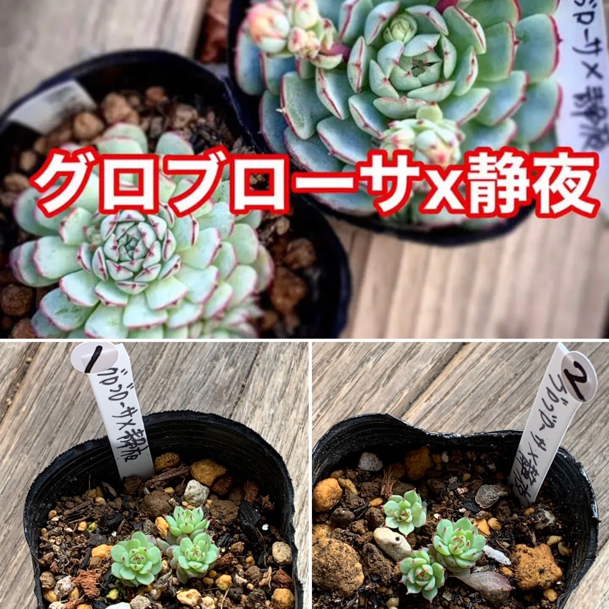 クランベリー 多肉植物 23416_2.jpg